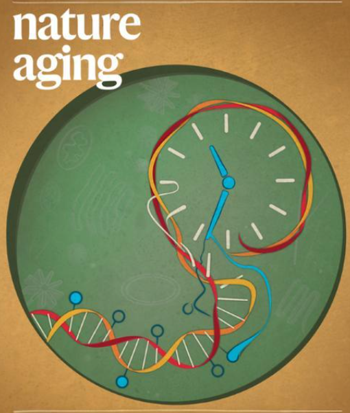 小鼠腫瘤壞死因子α(TNF-α)ELISA試劑盒 